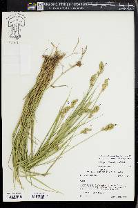 Carex reniformis image