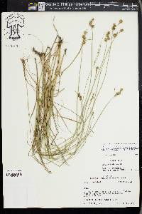 Carex reniformis image