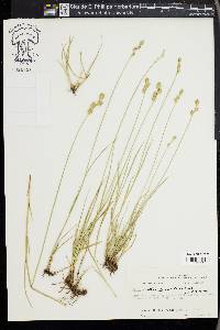 Carex reniformis image