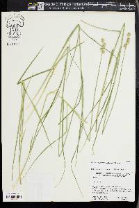 Carex reniformis image