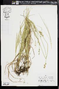 Carex reniformis image