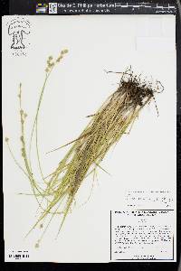 Carex reniformis image