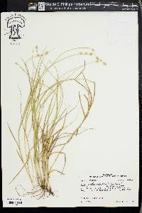 Carex reniformis image