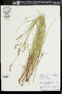 Carex reniformis image