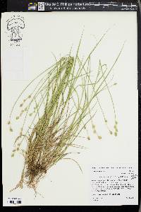 Carex reniformis image