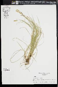 Carex retroflexa image