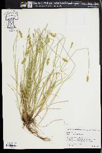 Carex retroflexa image