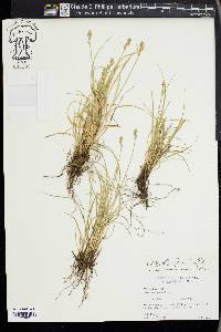 Carex retroflexa image