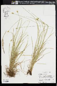 Carex retroflexa image