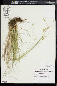 Carex retroflexa image