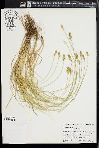 Carex retroflexa image