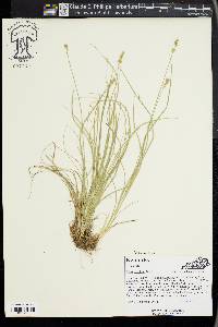 Carex retroflexa image