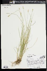 Carex retroflexa image