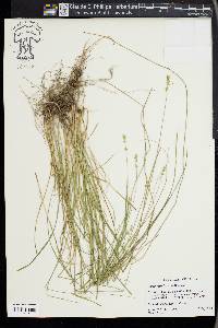 Carex retroflexa image