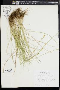 Carex retroflexa image