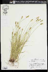 Carex retroflexa image