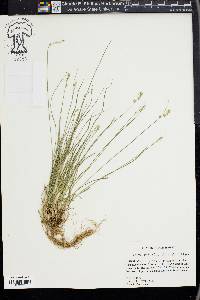 Carex retroflexa image