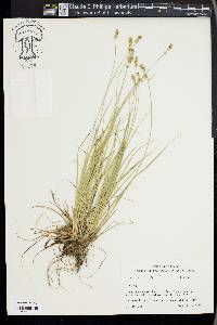 Carex retroflexa image