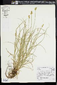 Carex retroflexa image