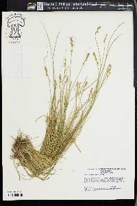 Carex retroflexa image