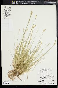 Carex retroflexa image