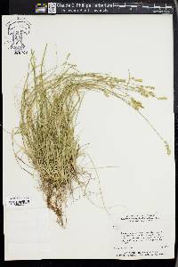 Carex retroflexa image