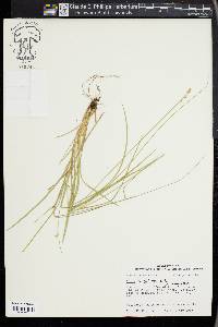 Carex retroflexa image