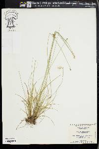 Carex retroflexa image