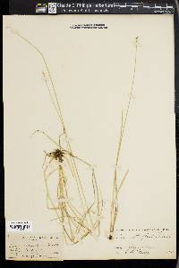 Carex retroflexa image