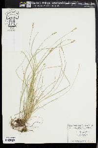 Carex retroflexa image