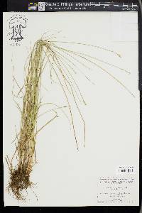 Carex retroflexa image