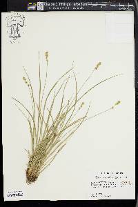 Carex retroflexa image