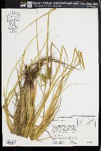 Carex retrorsa image