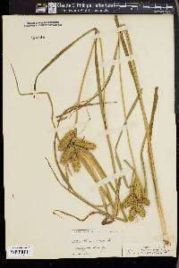 Carex retrorsa image