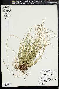 Carex reznicekii image