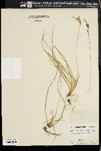 Carex richardsonii image