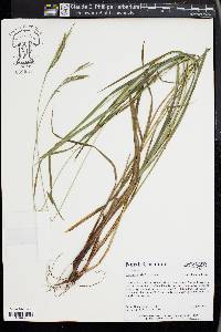 Carex roanensis image