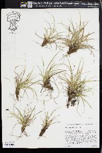 Carex rossii image