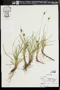 Carex rossii image