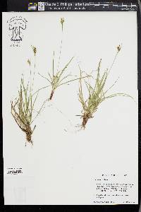 Carex rossii image