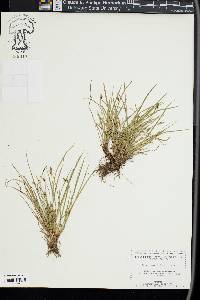 Carex rossii image