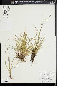 Carex rossii image