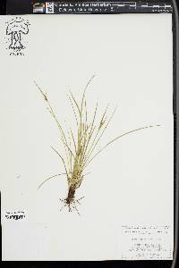 Carex rossii image