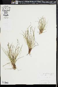 Carex rossii image