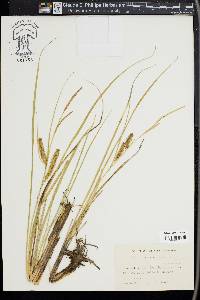 Carex rostrata image