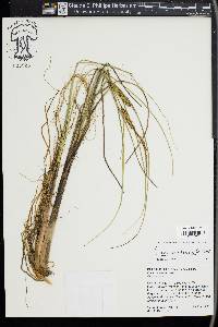 Carex rostrata image