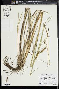 Carex rostrata image