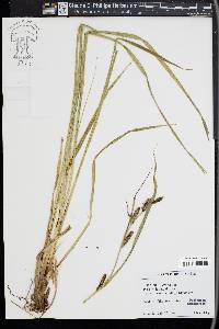 Carex rostrata image