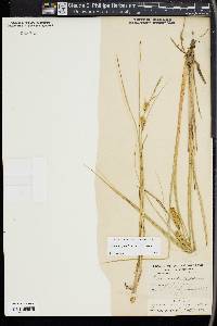 Carex rostrata image