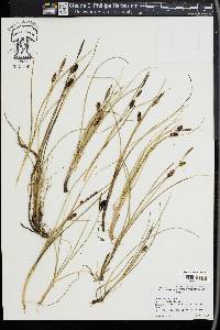 Carex rotundata image